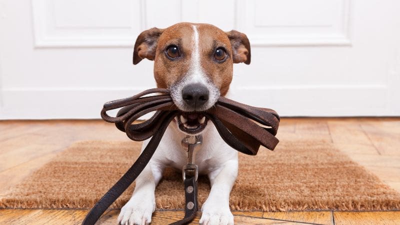 In Home Dog Training